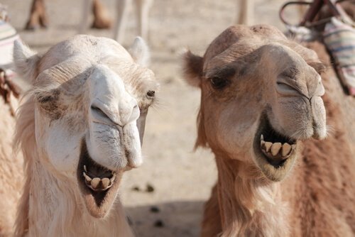 camelos