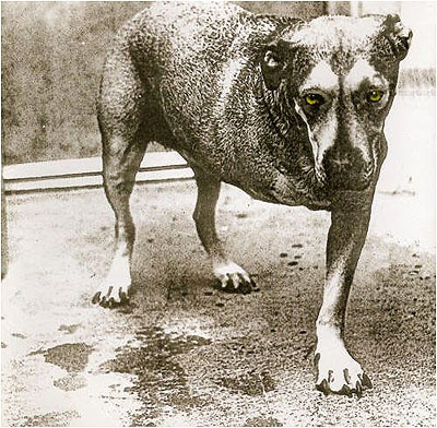 alice_in_chains_dog