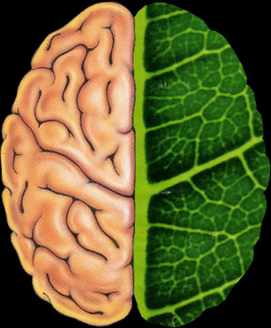 Cérebro ou vegetal!